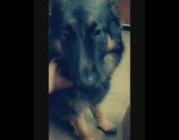 Large brown black dog spoon fed yogurt 