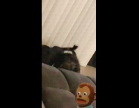 Dogs hump each other in living room
