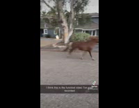 Three mini horses run down girls neighborhood 