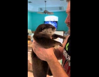 Man holding otter in his hands
