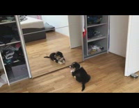 puppy barks at the reflection of himself 