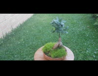 360 view of bonsai plant in bakcyard