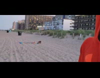 Wild fox steal shoe of woman beach