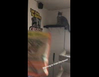 Starting To Train The Beast Cat