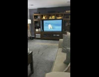 Grey cat watches white polar bear television 