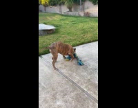 Dog entertains self with blue toy rope