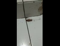 Ants surround brown cockroach on white tile