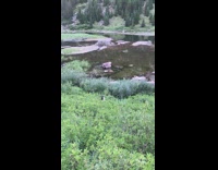 Small black animal stands squeaks pond water