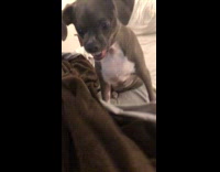 Woman teasing dog and bites