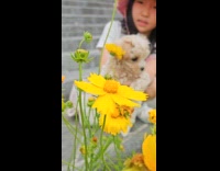 Submitter shows girl carries puppy with flowers
