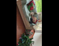 Cat on christmas tree jumps and knocks it down 