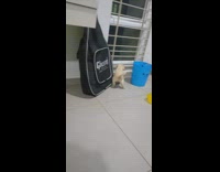 Golden retriever puppy dog pees on floor 