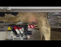 Machine milks cow without human assistance 