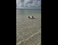 Two pug dogs shark mermaid life jacket