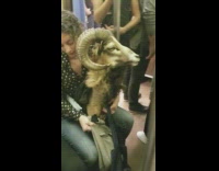 woman carrying goat head on train