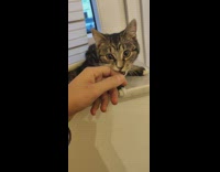 Guy makes noise when cat bites his finger