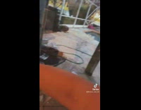 Monkey runs to girl when she opens back sliding door 