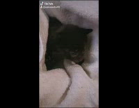 Guy holds newborn black kitten milk chin 