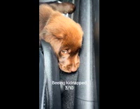 Collab DogIG - Puppies rate its first week at home