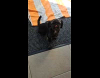 Three dogs on floor wait for food