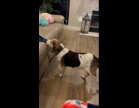 Dog gets enough speed to jump on couch 