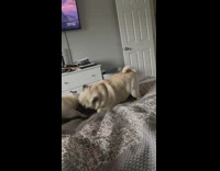 Two pugs play with each other on bed
