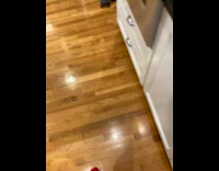 Grey cat lay on side on the floor