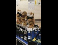 bye forever man plays sax stuffed toys dance