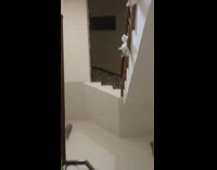 Group of cats look down stairs at guy meowing