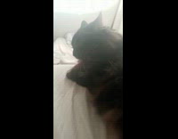 Collab PLC - Cat lay on the bed keeps licking 