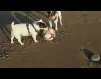 Two dogs play with soccer ball beach