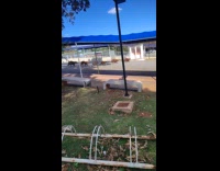 Capybaras roams around campus like university mascot