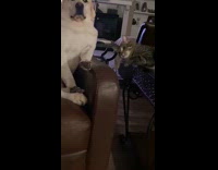 Collab Clips MPUGC - Dog bouncing when tapped by cat