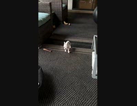 Tiny small dog close up walk