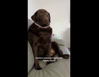 Dog sits awkwardly on couch beside filmer