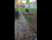 Dog likes chasing water from garden hose