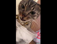 Cat stole and drinks womans water 