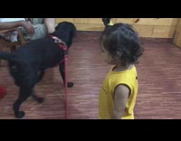 Little girl in yellow shirt pulls red leash on black dog