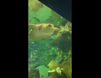 Turtle swim forward and bumps its head on the glass