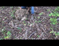 Man pick up large stack of mushrooms