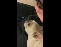 Pug dog nibbling on ear of french bulldog