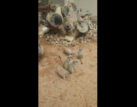 Collab DailyDoseOfInternet - Group of meerkats run and watch dingo pass by