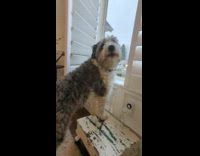 Dog howl at window with piano sounds