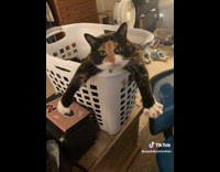 Collab Clips MPUGC - Cat sitting inside laundry basket 