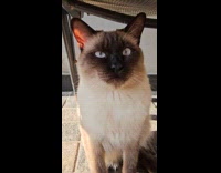 Pet cat Siamese sit under the chair