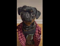 Compilation of owners black pug dog in random outfits 
