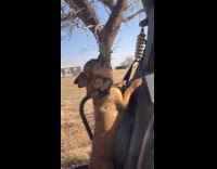 Dog whines likes to eat tree branch