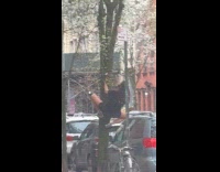 Man hangs on tree chopping branch leaves