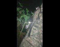 Asian palm civet cat on tree trunk 