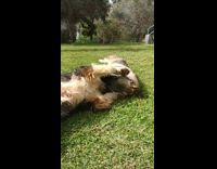 Two Brown Dogs Play Fight On Green Grass